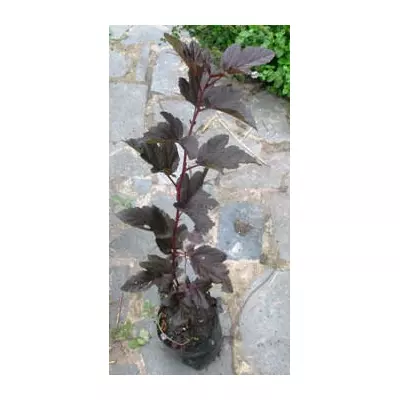 Пухироплідник калинолистний Дябло. У контейнерах Д12.