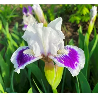 Ірис карликовий Рівітинг. 0.5 л.
