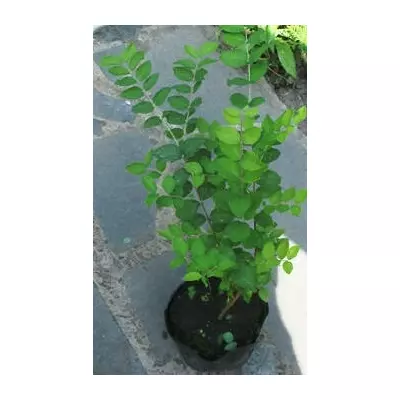 Сніжник пурпурний (округлий). У контейнерах Д12.