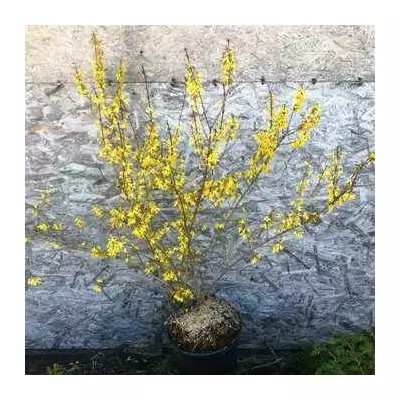 Форзиція строкатий Ледньогра. 12 л.