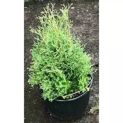 Туя Ельвангера. У контейнерах 12 л.