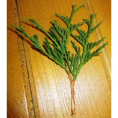 Туя західна Холмструп. НЧ. Живці для вкоріненя.