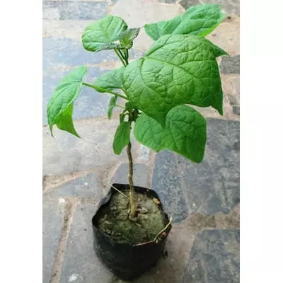 Катальпа. Саджанці в контейнерах Д12.