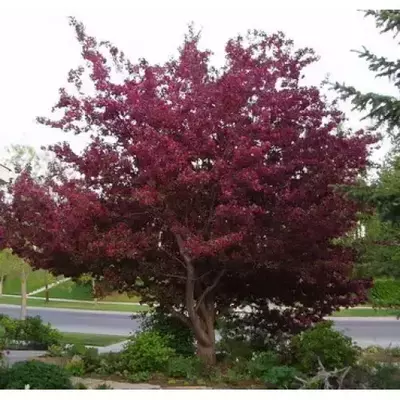 Яблуня декоративна червонолиста ягідна. 0.5 л.