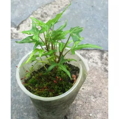 Плющ вузьколистий Sagittaefolia. Вкорінені живці в контейнерах Д5.