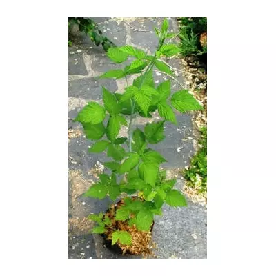 Малина Кумберленд. Чорноплідна. У контейнерах Д12.