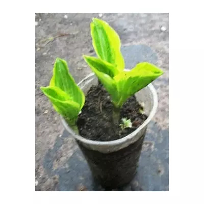 Хоста Голден тіара. У контейнерах 0.5 л.