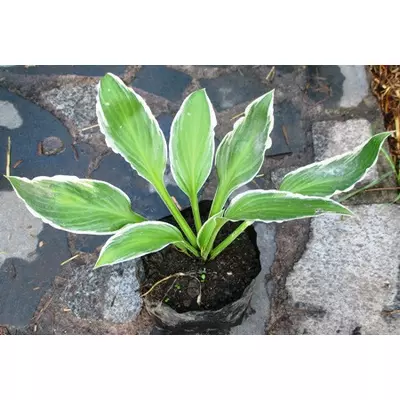 Хоста гібридна Гінко Крайг. Саджанці в контейнерах Д12.