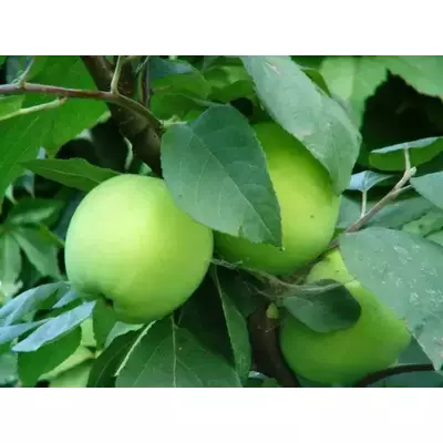 Яблуня зимова Смеральда. Саджанці з ВКС.