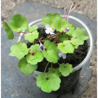 Цимбалярія пристінна. Розсада в контейнерах Д5.