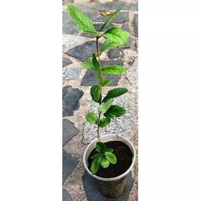 Жимолость їстівна Хоней бі. У контейнерах 0.5 л.