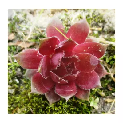 Молодило Ред Ліон. У контейнерах Д5.