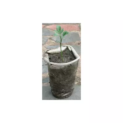 Понцирус. 0.5 л.