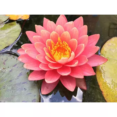 Німфея Перріс Атумн Сансет (Анонс).