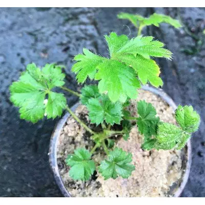 Лапчатка (Перстач) піринейська. У контейнерах Д5.