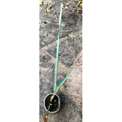 Колосняк піщаний. Розсада в контейнерах Д5.