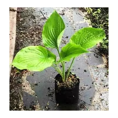 Хоста спорт від сорту Олд глорі. Д12.