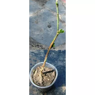 Берессклет європейський. Сіянець у контейнері Д5 або ОКС.