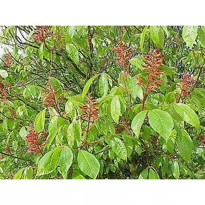 Каштан кінський Павія. Сеянці в контейнерах 0.5 л. (Анонс).