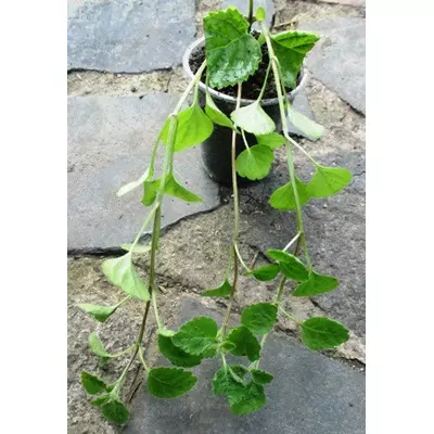 Яснотка желтая Вариегата. У контейнерах Д12.