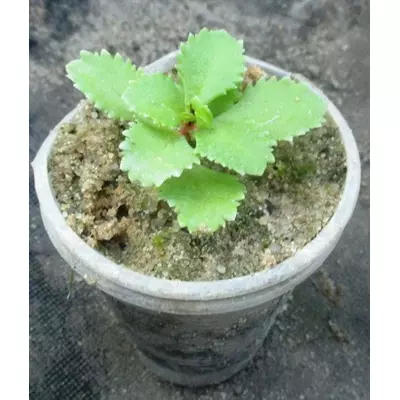 Очиток Жовтий садовий гібридний. Розсада в контейнерах Д5к.