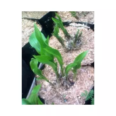 Хоста ланцетолисна. Саджанці в контейнерах Д12.