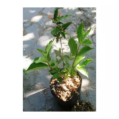 Вейгела Румба. Д12.