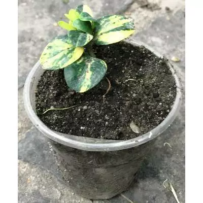 Самшит строкатий Aureavariegata. У контейнерах Д5.