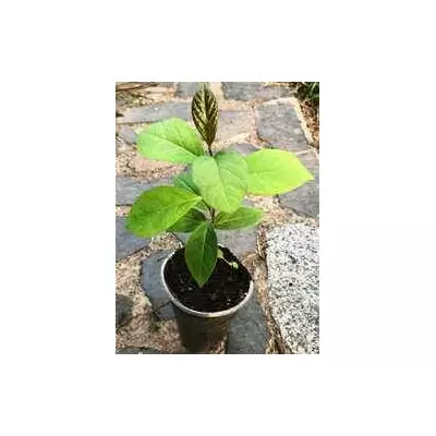 Хурма віргінська. Сеянці в контейнерах 0.5 л.