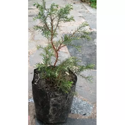 Туя західна Ерікоїдна (тамариксолісна). Саджанці в контейнерах Д12.