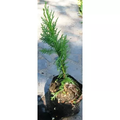 Туя складчата Бібі. У контейнерах Д12.