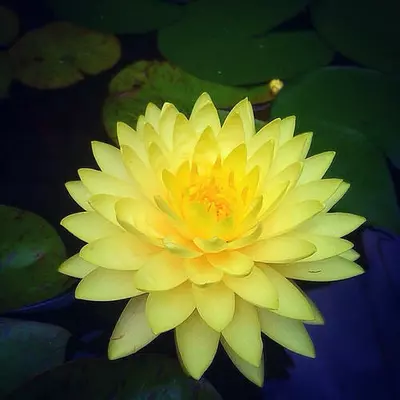 Нимфея Perry's Double Yellow. (Анонс).