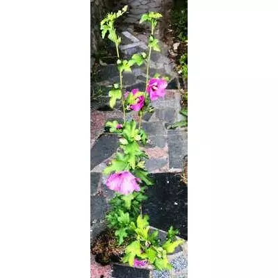 Гібіскус садовий Арденс. У контейнерах Д12.