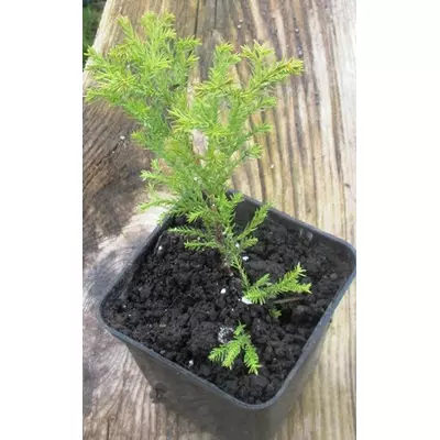 Туя західна Рейнгольд. Саджанці в контейнерах Р9.