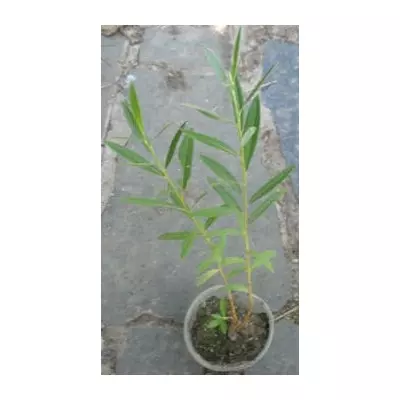 Верба гостролиста Lady Oldenham. У контейнерах Д5.