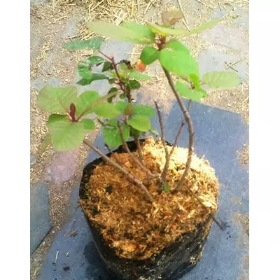 Скумпія. Саджанці в контейнерах Д12.