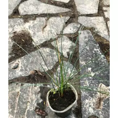 Фестука глаука Блю селект. Д5.