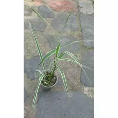 Шовкова трава. (двукісточник тростинний (фалярис тростинний)). Розсада в контейнерах Д5.