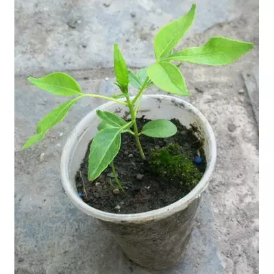 Бархат амурський. Сіянці в контейнерах Д5.