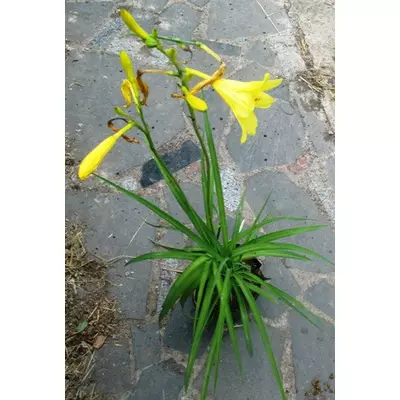 Лілейник жовтий, ранній. Саджанці в Д12.