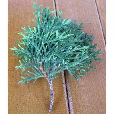 Туя західна Колумна. НЧ. Живці для вкорінення.