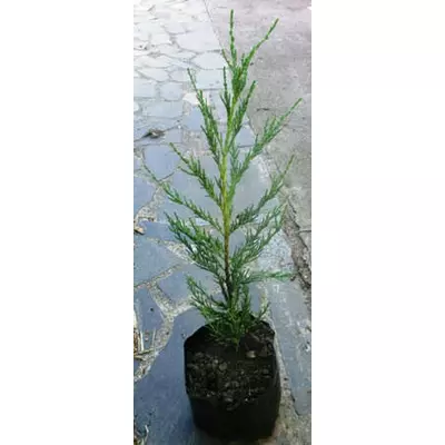 Ялівець скельний Скайрокет. У контейнерах Д12.