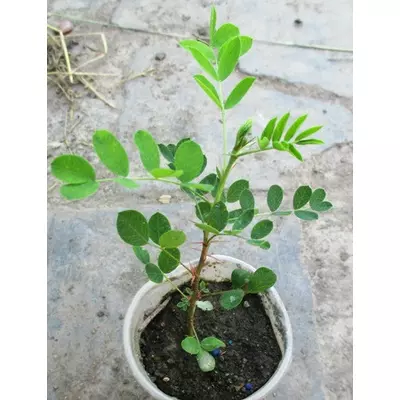 Акація жовта (карагана). Сеянці в контейнерах Д5.