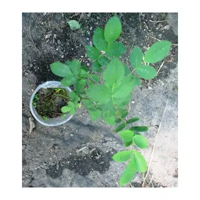 Шипшина сінець Донецький великоплідний. У контейнерах Д5.