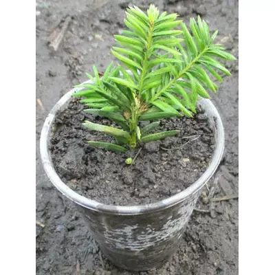 Тис середній Хіксі. У контейнерах Д5.