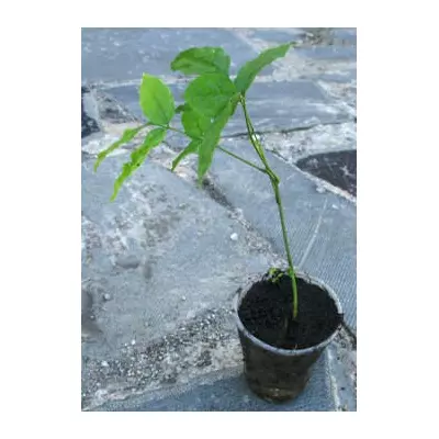 Вістерія. (Гліцинія). Д5.