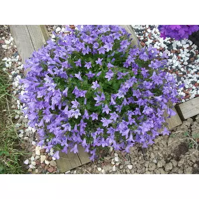 Дзвоники Пожарського блакитні. Розсада в контейнерах Д5.