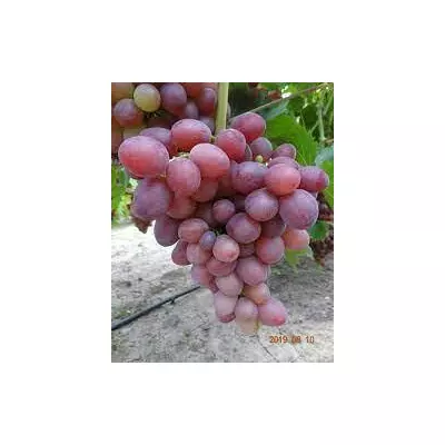 Виноград середньостиглий Фаетон. У контейнерах 5л. (Анонс).