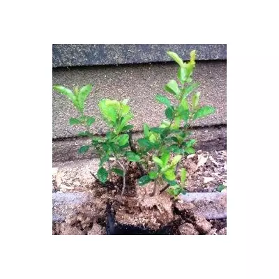 Хеномеліс. (Айва японська) Саженці в контейнерах Д12.