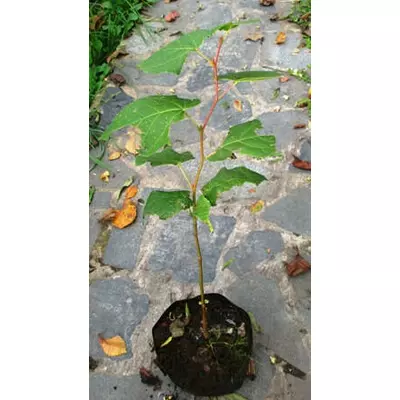 Липа великолисна. Саджанці в контейнерах Д12. (Анонс).